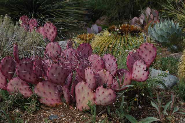 purple prickly pear